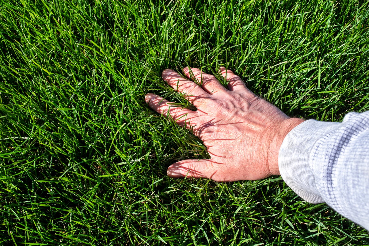 Man inspecting perfect green healthy lawn